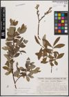 Foto von Salix cinerea L. x Salix viminalis L.